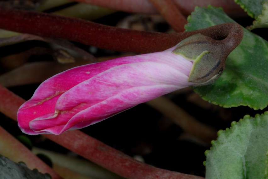 Primi scatti con il NIKON  Kit flash SB-R1C1 SBR1C1